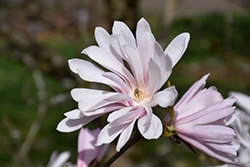 Jane Platt Star Magnolia (Magnolia stellata 'Jane Platt') at Lakeshore Garden Centres