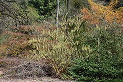 Morning Dew Stachyurus (Stachyurus praecox 'MonSilrlef') at Lakeshore Garden Centres