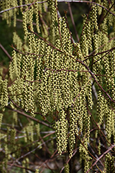 Morning Dew Stachyurus (Stachyurus praecox 'MonSilrlef') at Lakeshore Garden Centres
