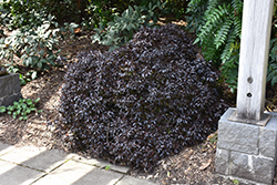 Tom Thumb Kohuhu (Pittosporum tenuifolium 'Tom Thumb') at Lakeshore Garden Centres
