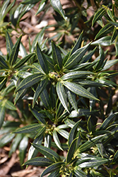Sasaba False Holly (Osmanthus heterophyllus 'Sasaba') at Lakeshore Garden Centres