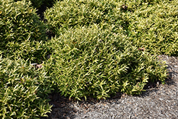 Dwarf Sweet Box (Sarcococca hookeriana 'var. humilis') at Lakeshore Garden Centres