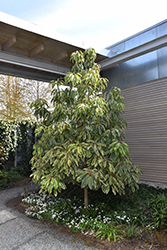 Mountain Dove Japanese Daphniphyllum (Daphniphyllum teijsmannii 'Mountain Dove') at Lakeshore Garden Centres