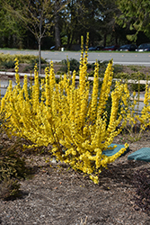 Show Off Starlet Forsythia (Forsythia x intermedia 'Minfor6') at Lakeshore Garden Centres