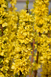 Show Off Starlet Forsythia (Forsythia x intermedia 'Minfor6') at Lakeshore Garden Centres