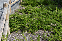 Privet Honeysuckle (Lonicera pileata) at Lakeshore Garden Centres