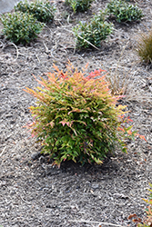 Gulf Stream Dwarf Nandina (Nandina domestica 'Gulf Stream') at Lakeshore Garden Centres