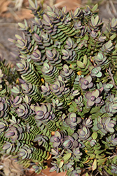 Red Edge Hebe (Hebe 'Red Edge') at Lakeshore Garden Centres