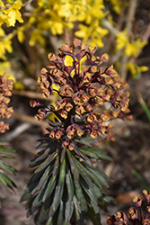 Purple Wood Spurge (Euphorbia amygdaloides 'Purpurea') at Lakeshore Garden Centres