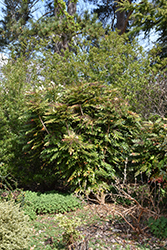 Charity Grape Holly (Mahonia x media 'Charity') at Lakeshore Garden Centres