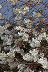 Oriental Paper Bush (Edgeworthia papyrifera) at Lakeshore Garden Centres