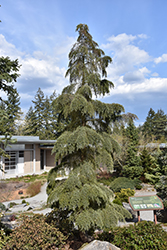 Mountain Hemlock (Tsuga mertensiana) at Lakeshore Garden Centres