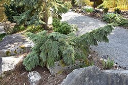 Elizabeth Mountain Hemlock (Tsuga mertensiana 'Elizabeth') at Lakeshore Garden Centres