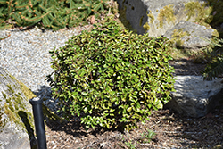 Little Rascal Meserve Holly (Ilex x meserveae 'Mondo') at Lakeshore Garden Centres