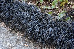 Black Mondo Grass (Ophiopogon planiscapus 'Nigrescens') at Peter Knippel Garden Centre