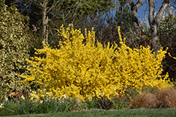 Fiesta Forsythia (Forsythia x intermedia 'Fiesta') at Lakeshore Garden Centres
