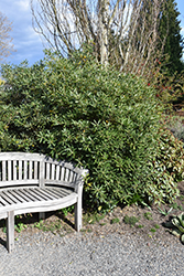 Tall And Tough Mock Orange (Pittosporum tobira 'Tall And Tough') at Lakeshore Garden Centres