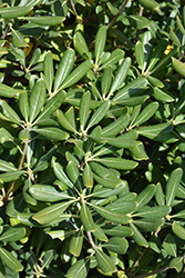 Tall And Tough Mock Orange (Pittosporum tobira 'Tall And Tough') at Lakeshore Garden Centres