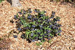 Winter Jewels Black Diamond Hellebore (Helleborus 'Black Diamond') at Lakeshore Garden Centres