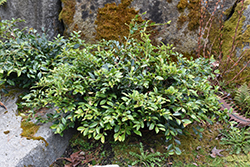 Swing Low Evergreen Distylium (Distylium 'PIIDIST-VI') at Lakeshore Garden Centres