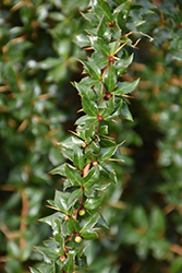 Compact Darwin's Barberry (Berberis darwinii 'Compacta') at Lakeshore Garden Centres