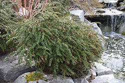 Compact Darwin's Barberry (Berberis darwinii 'Compacta') at Lakeshore Garden Centres
