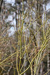 Kinran Japanese Maple (Acer palmatum 'Kinran') at Lakeshore Garden Centres