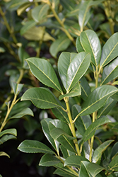 Compact Cherry Laurel (Prunus laurocerasus 'Compacta') at Lakeshore Garden Centres