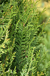 Virescens Red Cedar (Thuja plicata 'Virescens') at Lakeshore Garden Centres