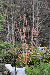 Pacific Fire Vine Maple (Acer circinatum 'Pacific Fire') at Lakeshore Garden Centres
