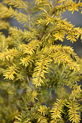 Golden Duke Hemlock (Tsuga canadensis 'MonJers') at Lakeshore Garden Centres