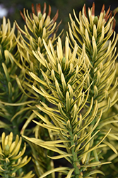 Korean Gold Plum Yew (Cephalotaxus harringtonia 'Korean Gold') at Lakeshore Garden Centres