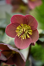 Pippa's Purple Hellebore (Helleborus 'Pippa's Purple') at Lakeshore Garden Centres