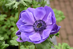 Marianne Blue Windflower (Anemone coronaria 'Marianne Blue') at Lakeshore Garden Centres