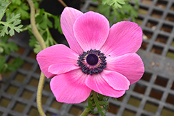 Marianne Pink Windflower (Anemone coronaria 'Marianne Pink') at Lakeshore Garden Centres