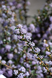 Blue Jeans California Lilac (Ceanothus 'Blue Jeans') at Lakeshore Garden Centres
