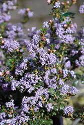 Blue Jeans California Lilac (Ceanothus 'Blue Jeans') at Lakeshore Garden Centres