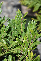 Swing Low Evergreen Distylium (Distylium 'PIIDIST-VI') at Lakeshore Garden Centres