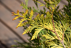 Ember Waves Western Arborvitae (Thuja 'MonPin') at Lakeshore Garden Centres