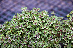 Limerick Jessica Clover (Trifolium 'Limerick Jessica') at Lakeshore Garden Centres