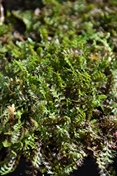 Verdigris Brass Buttons (Leptinella potentillina) at Lakeshore Garden Centres