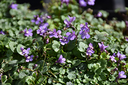 Mini Kenilworth Ivy (Cymbalaria aequitriloba) at Lakeshore Garden Centres
