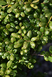 Northern Beauty Japanese Holly (Ilex crenata 'Northern Beauty') at Lakeshore Garden Centres