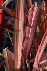 Flamingo New Zealand Flax (Phormium 'Flamingo') at Lakeshore Garden Centres