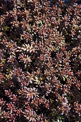 Murale Stonecrop (Sedum album 'Murale') at Lakeshore Garden Centres