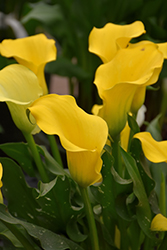 Captain Solo Calla Lily (Zantedeschia 'Captain Solo') at Lakeshore Garden Centres
