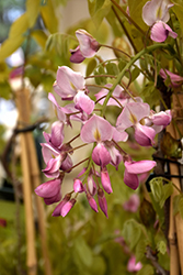 Shiro-Beni Silky Wisteria (Wisteria brachybotrys 'Shiro-Beni') at Lakeshore Garden Centres