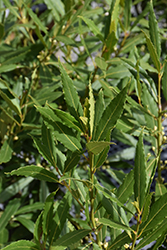 Emerald Wave Sweet Bay (Laurus nobilis 'Monem') at Lakeshore Garden Centres