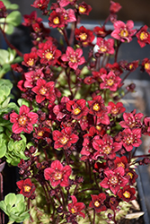 Alpino Red Saxifrage (Saxifraga x arendsii 'Alpino Red') at Lakeshore Garden Centres