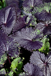 Rosemary Very Money Plant (Lunaria annua 'Rosemary Verey') at Lakeshore Garden Centres